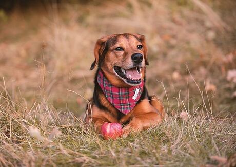 Paraziti u psa, psincový kašel a další hrozby podzimu