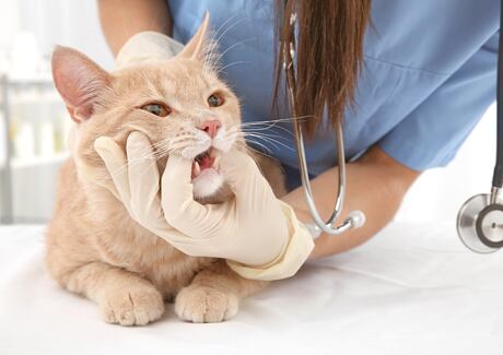 Jak pečovat o chrup kočky? Rady veterinářky