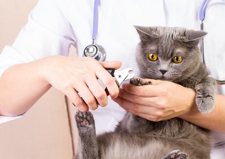 Péče o kočku: Průvodce stříháním kočičích drápků