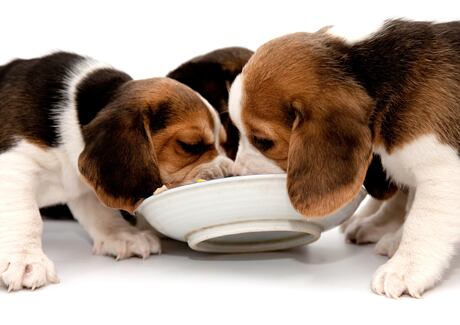 Jak často krmit štěně?