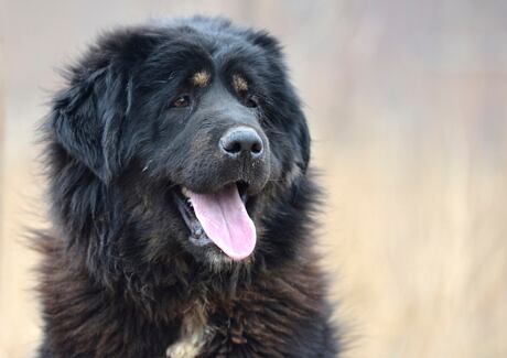 Jak zabránit žloutnutí a reznutí srsti u psů?