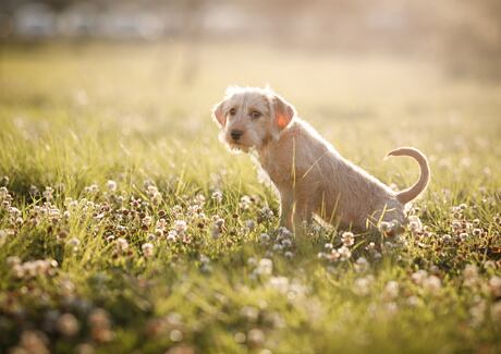 Konec loužičkám na podlaze. 6 tipů, jak odnaučit štěně čůrat doma.
