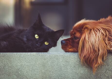 Problémy se štítnou žlázou u psů a koček