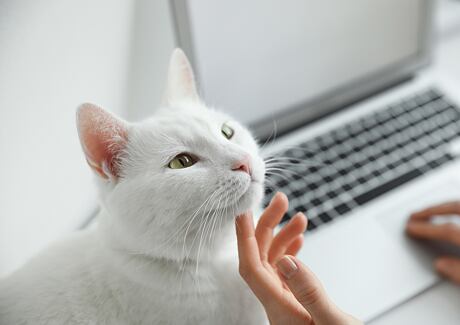 Proč kočka přede? Poznejte, co vám chce říct