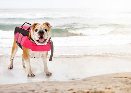 Jak naučit bezpečně psa plavat?