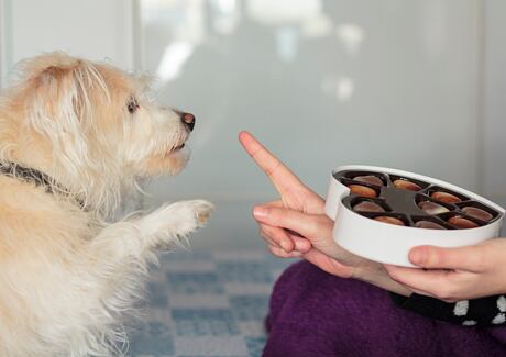 Čokoláda a pes: Jaké další potraviny jsou nebezpečné