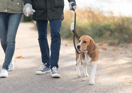Jak naučit psa chodit na vodítku: Ověřený postup