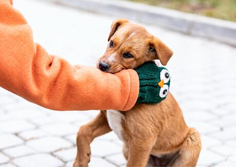 3 důvody, proč vám štěně okusuje ruce a nábytek. Jak jej to odnaučit?