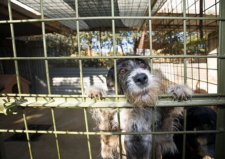 Nevracejte psa do útulku: Tipy, jak zvládnout problémy