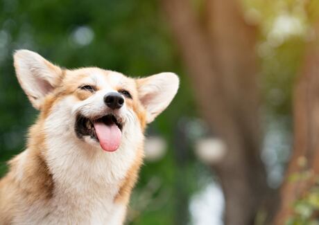 Jak poznáte kvalitní krmivo pro psa?