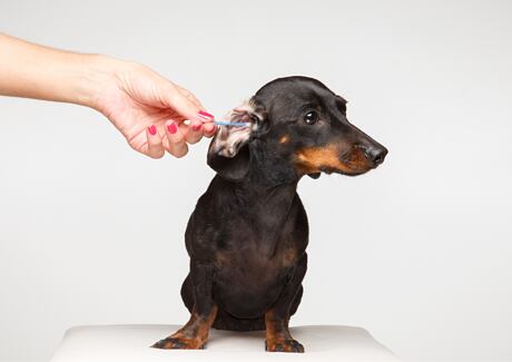 Péče o uši psa: Přejděte problémům