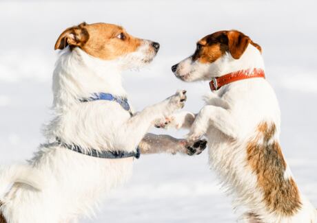Je lepší obojek pro psa, nebo postroj?