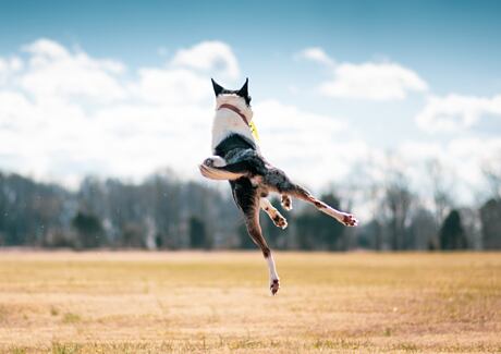 Jak udržet klouby psa zdravé