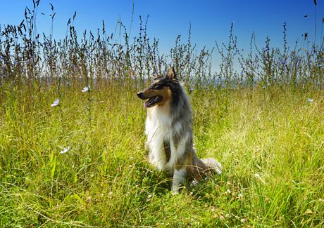 Osina u psa i kočky: Jak se jí zbavit?