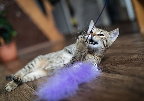 Jak si hrát s kočkou, aby ji to pořádně bavilo