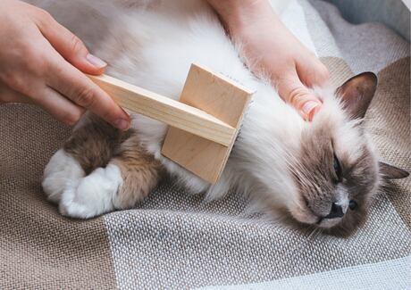 Péče o dlouhosrsté kočky: Tipy, jak se starat o srst