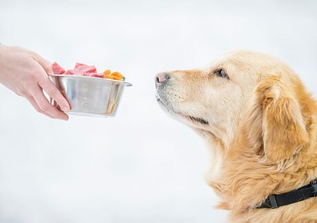 Proč je maso pro psa tak důležité?