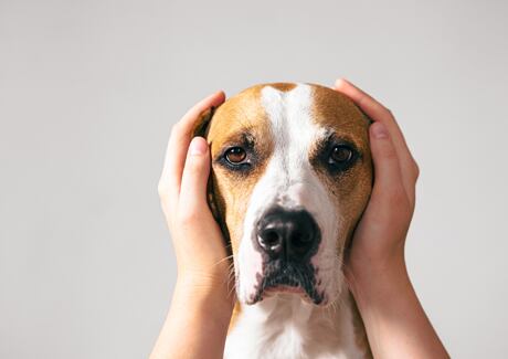 Jak zvládat stres a strach u psa?