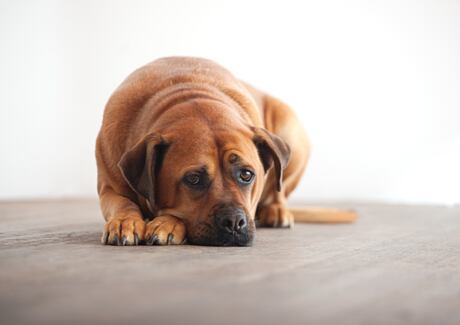 Varovné signály psa a jak je poznat?