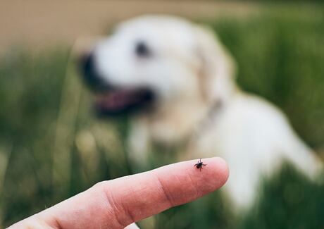Klíště u psů a koček: Čím hrozí?