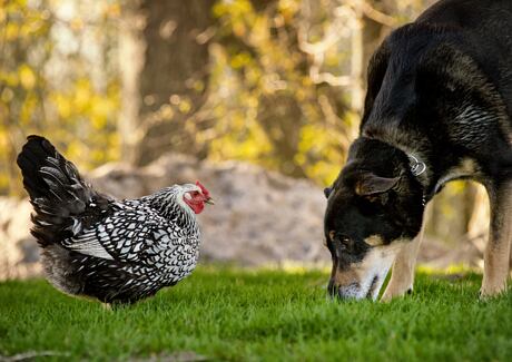 Potřebuje pes kuřecí maso?