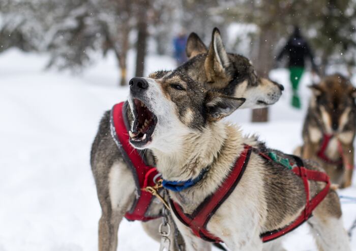 Proč váš pes vyje a co s tím dělat?