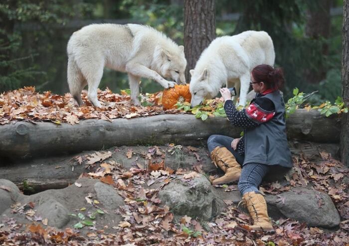 Rozhovor se ženou, která je součástí vlčí smečky