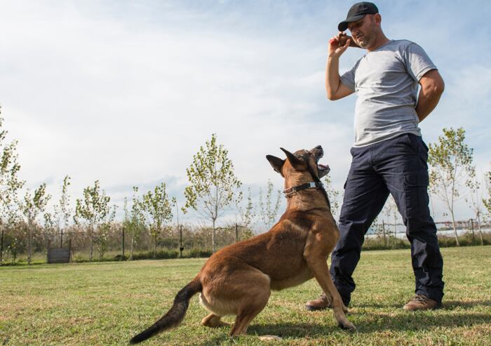 Výchova psa: Pozitivní asociace