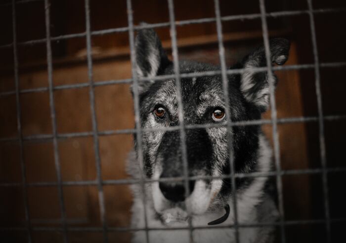 Adoptujte psího seniora z útulku: 7 důvodů pro