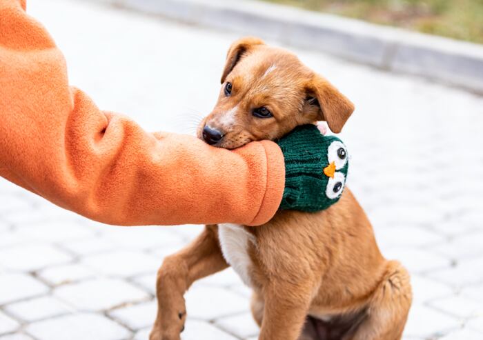3 důvody, proč vám štěně okusuje ruce a nábytek. Jak jej to odnaučit?