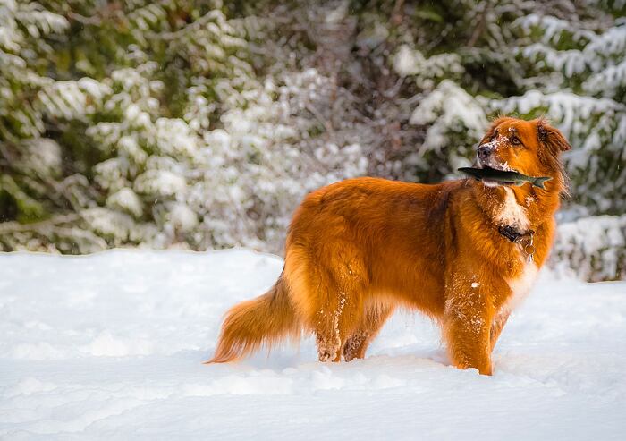 Jak může rybí maso uškodit nebo pomoci vašemu psímu miláčkovi