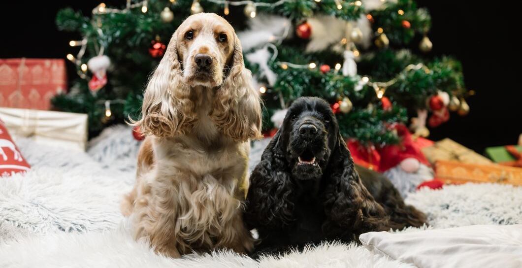 Vánoce bez nehod se psem i kočkou