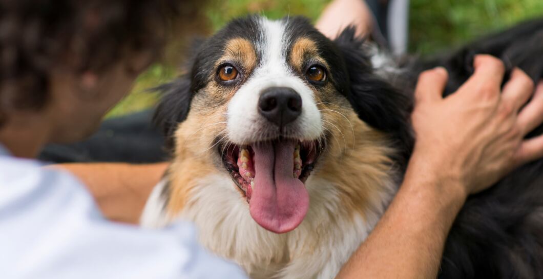 8 tipů na spokojený a zdravý psí život