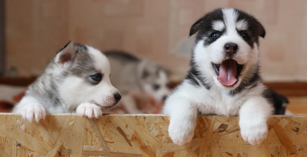 Příchod štěněte: Základní výbava a příprava