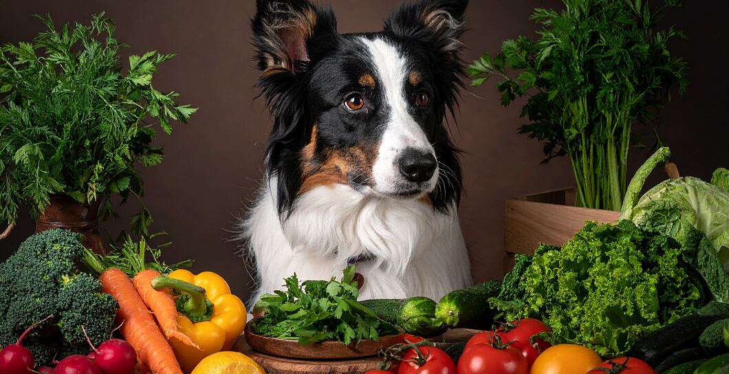 Jakou zeleninu může pes bez rizika? Přehled vhodných druhů