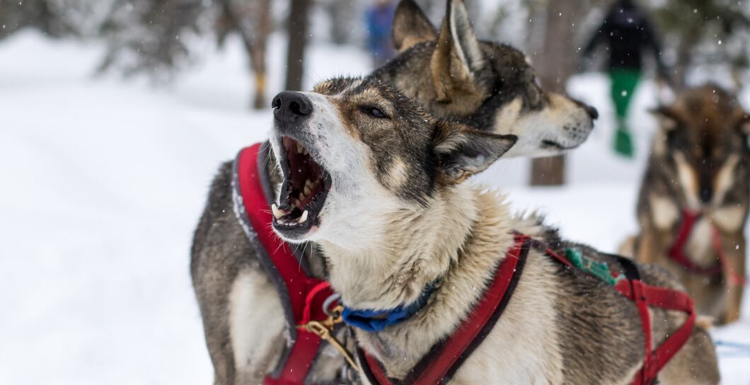 Proč váš pes vyje a co s tím dělat?