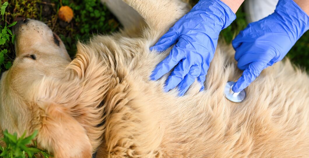 Až 80 % majitelů neumí poskytnout první pomoc pro psa. Zjistěte, jak na to.