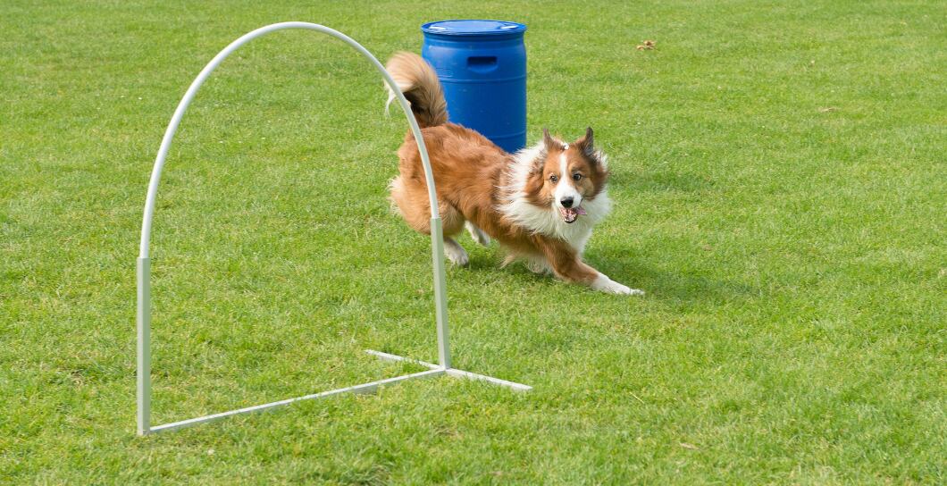Nový psí sport Hoopers: Zabaví i vašeho psa?