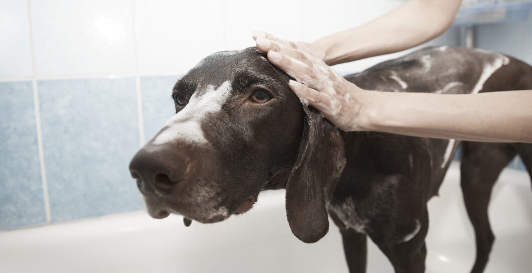 Jak správně koupat a kartáčovat psa