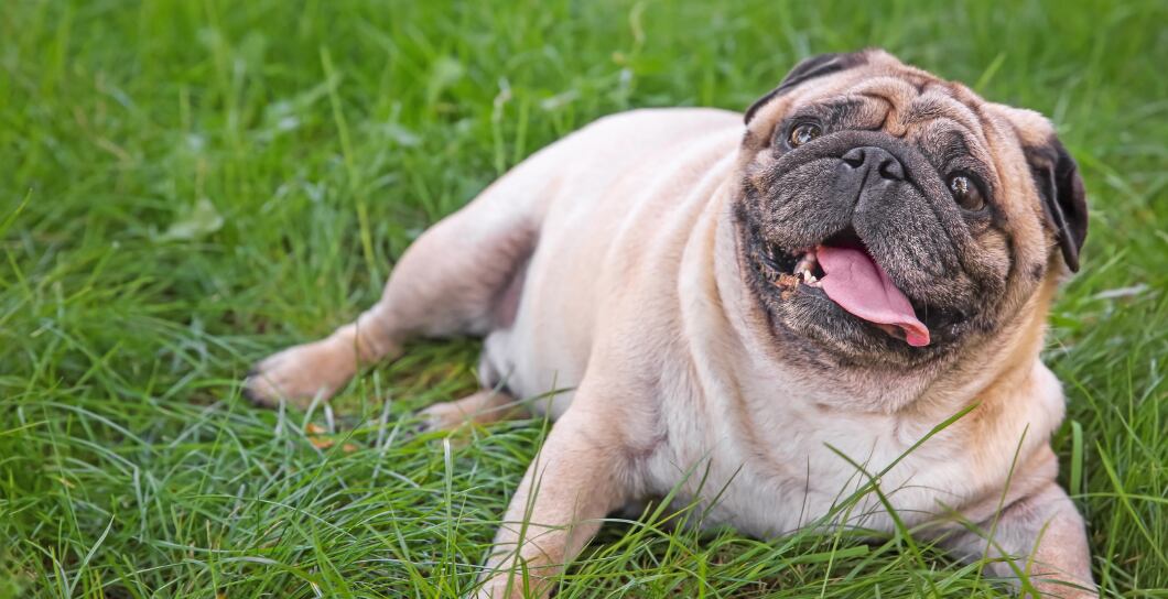 Jak a čím krmit psa s nadváhou: Rady odborníků