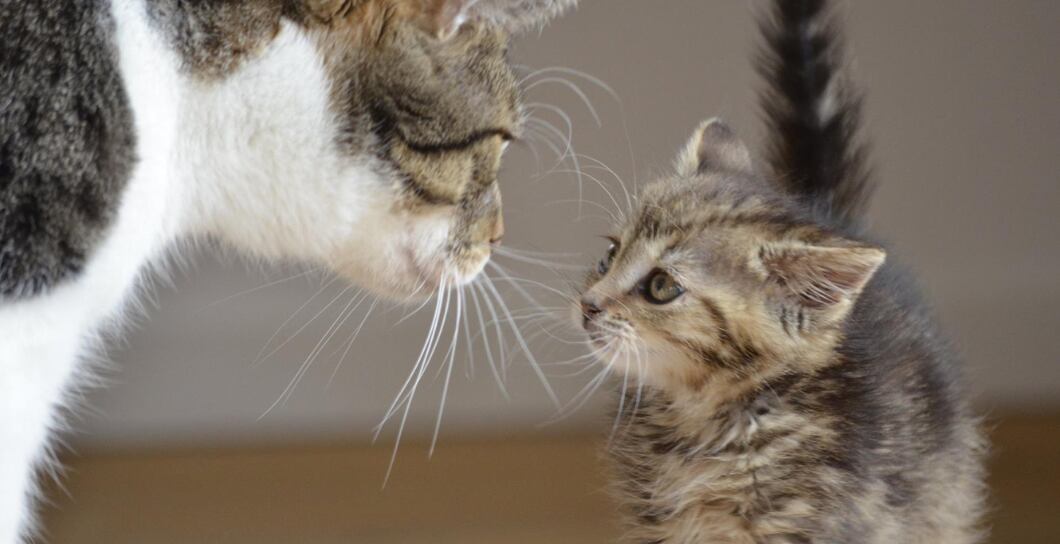 Výživa kočky podle věku: Od kotěte po seniorku