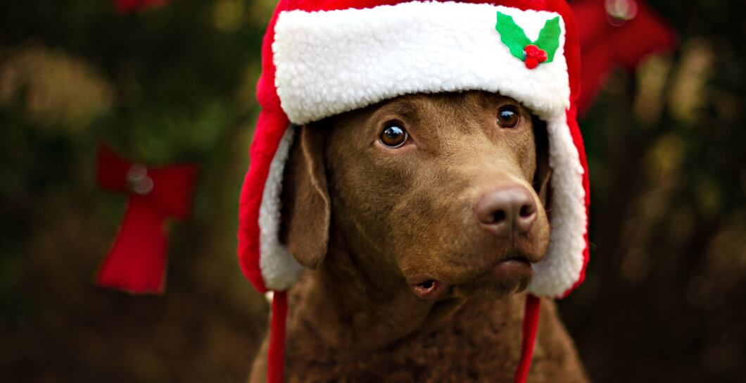 Čím krmit a nekrmit psa o Vánocích?