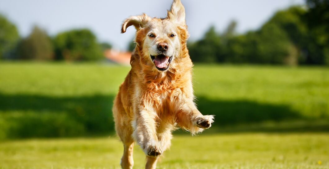 Artritida u psa není artróza. Jak jim čelit?