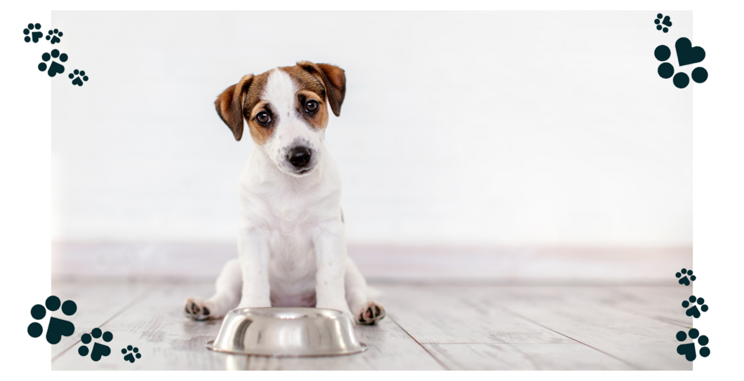 Můj parťák nechce jíst - Nechutenství u psů: Jak zařídit, aby zase baštil?