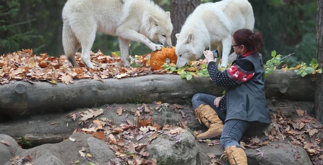 Rozhovor se ženou, která je součástí vlčí smečky