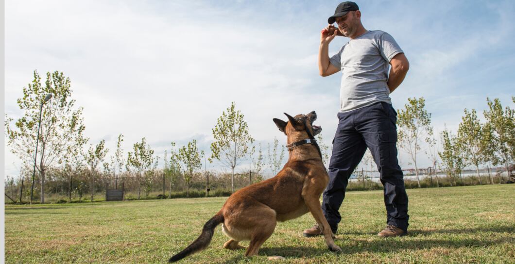 Výchova psa: Pozitivní asociace