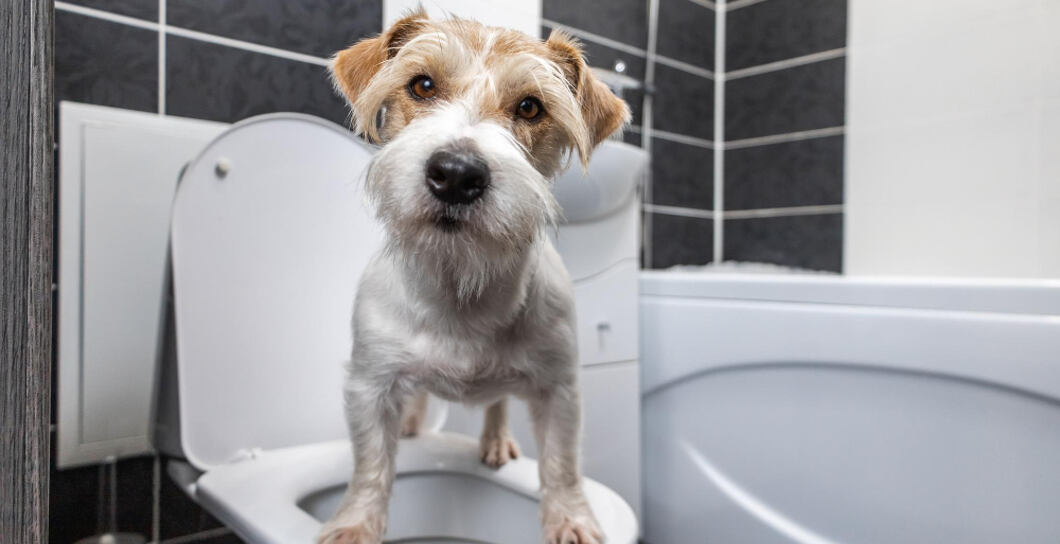 Zvracení a průjem u psa: co tyto potíže značí a jak je řešit?