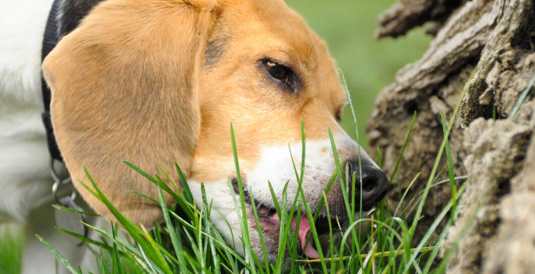 Proč pes žere trávu: 4 hlavní důvody