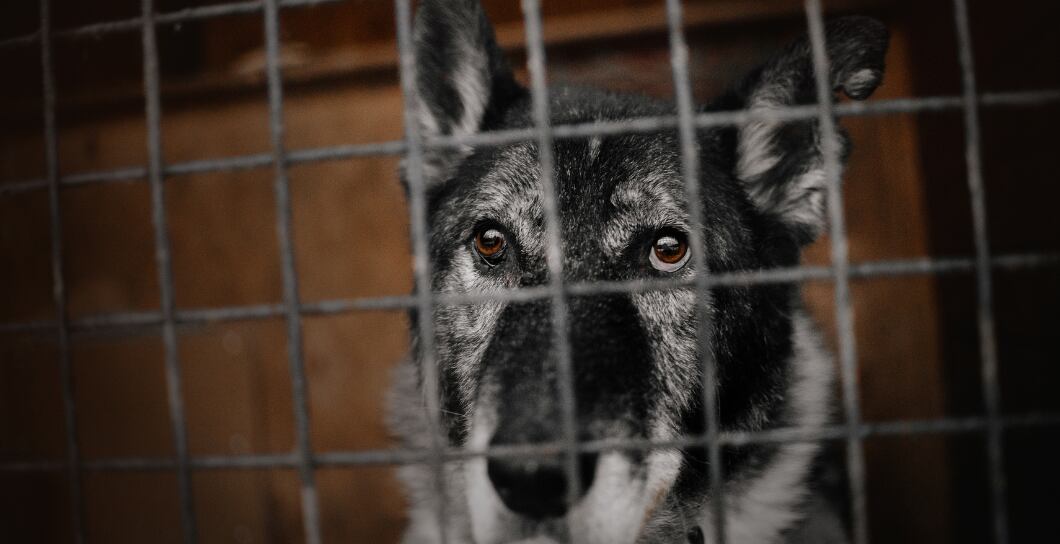 Adoptujte psího seniora z útulku: 7 důvodů pro