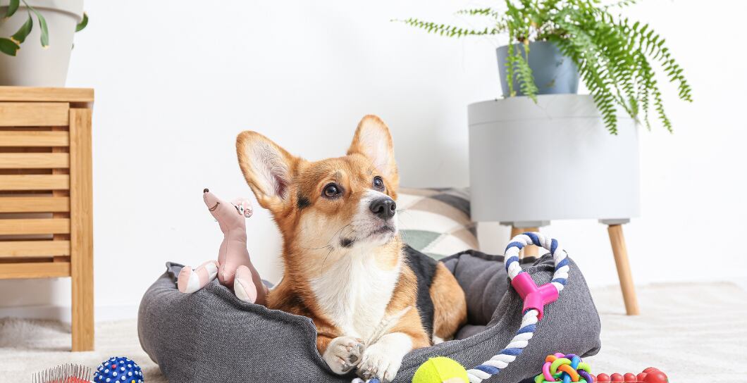 Základní výbava pro psa: co koupit před jeho pořízením?